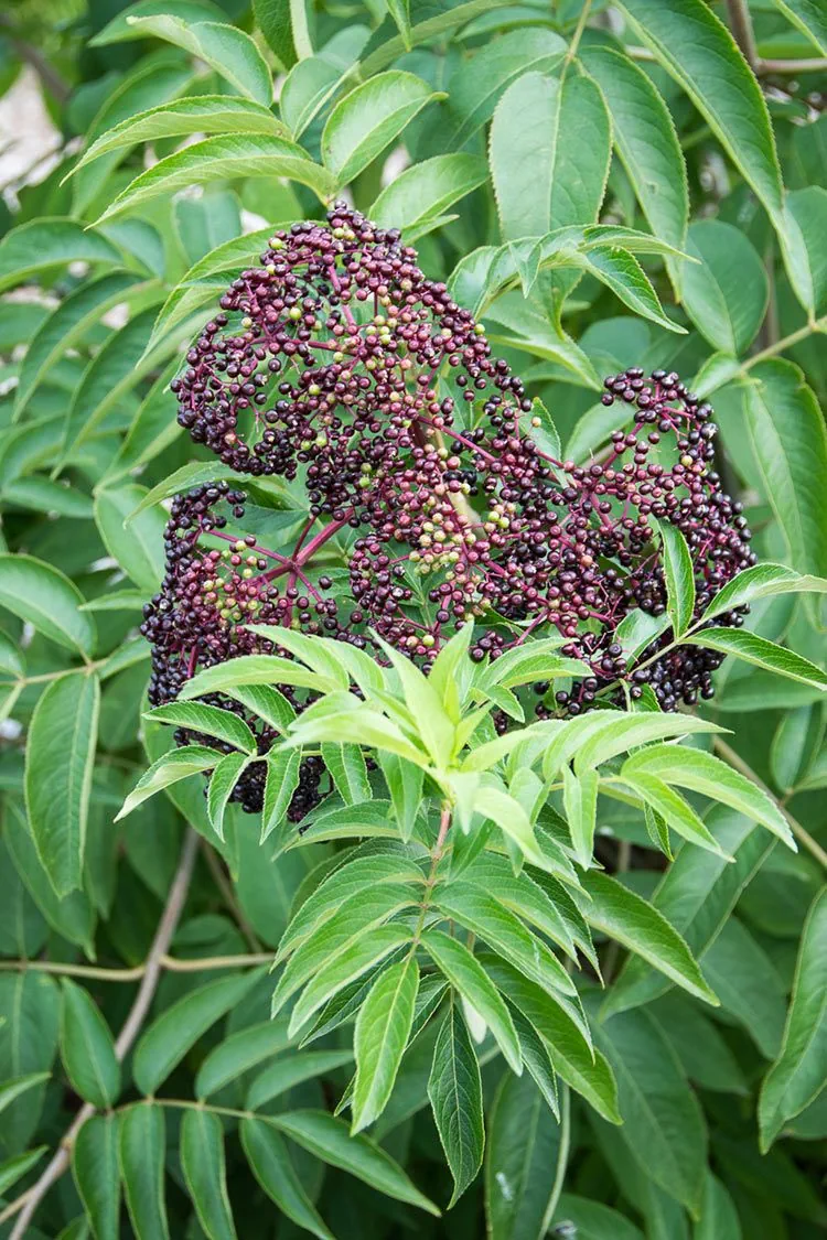 Common Elderberry