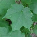 Black Maple Leaf