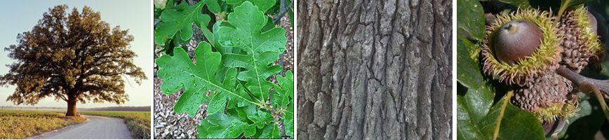 Images of leaves, bark and acorns of the Bur Oak tree