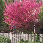 Photo of an Eastern Redbud Tree in Spring