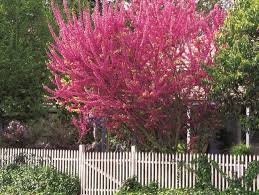 Photo of an Eastern Redbud Tree in Spring