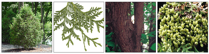 White Cedar Tree