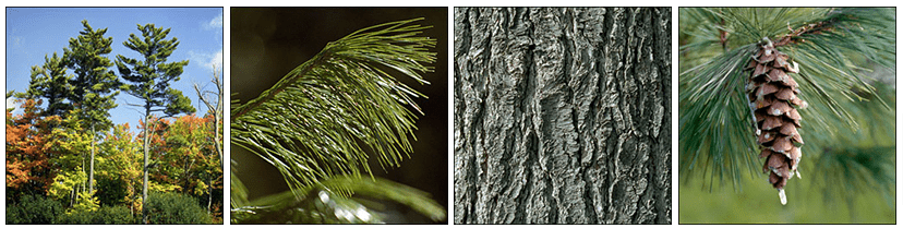 Easter White Pine