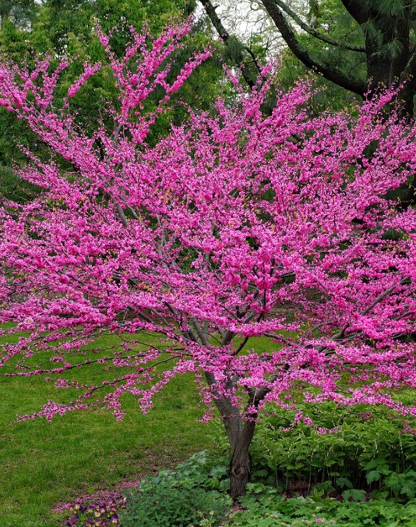 Eastern Redbud