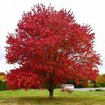 Photo of a Red Maple tree with autumn colours