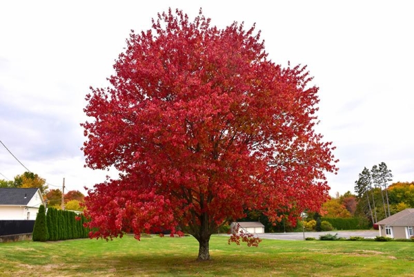 Photo of a Red Maple tree with autumn colours
