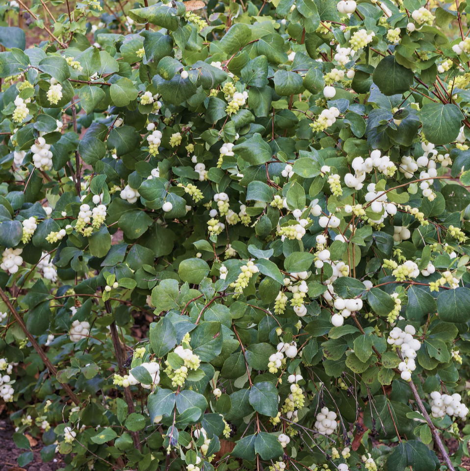 Snowberry
