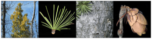 Image showing different aspects of the Tamarack tree