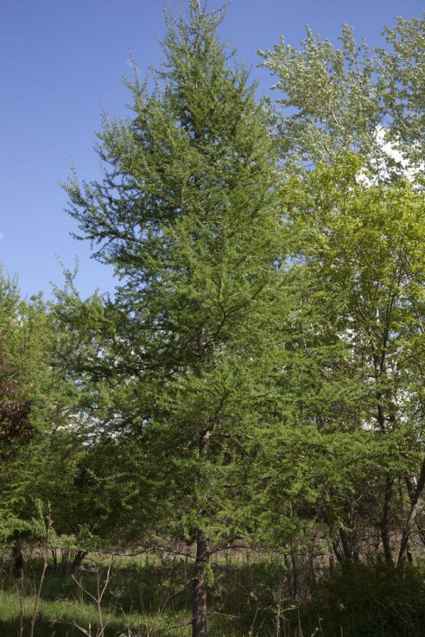 Photo of a tamarack tree