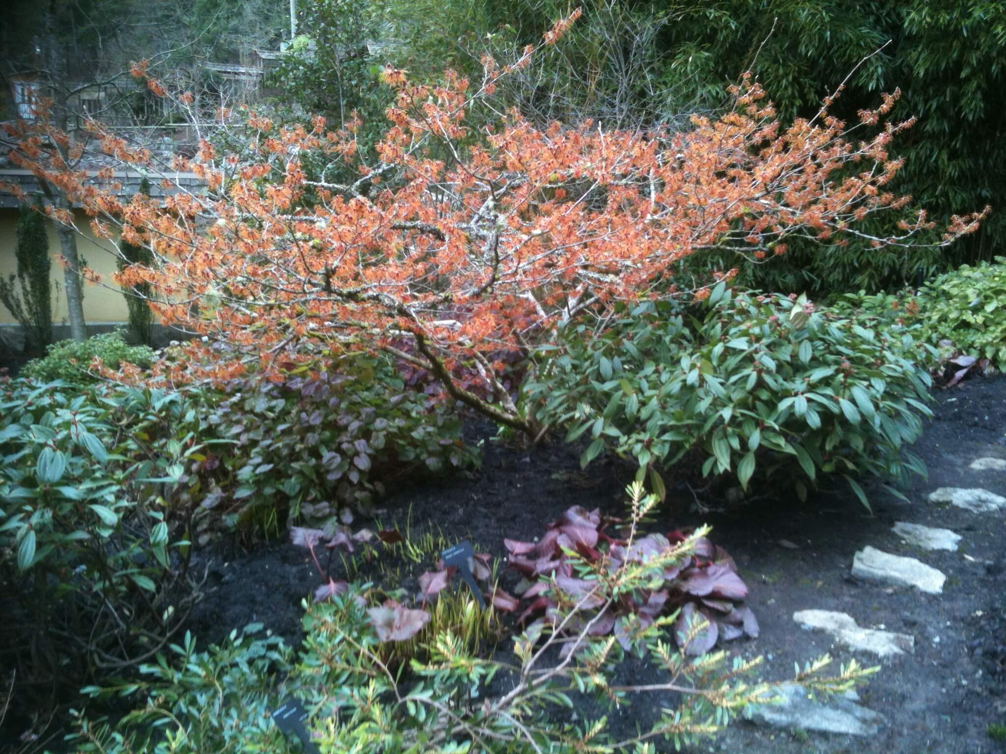 Common Witch Hazel