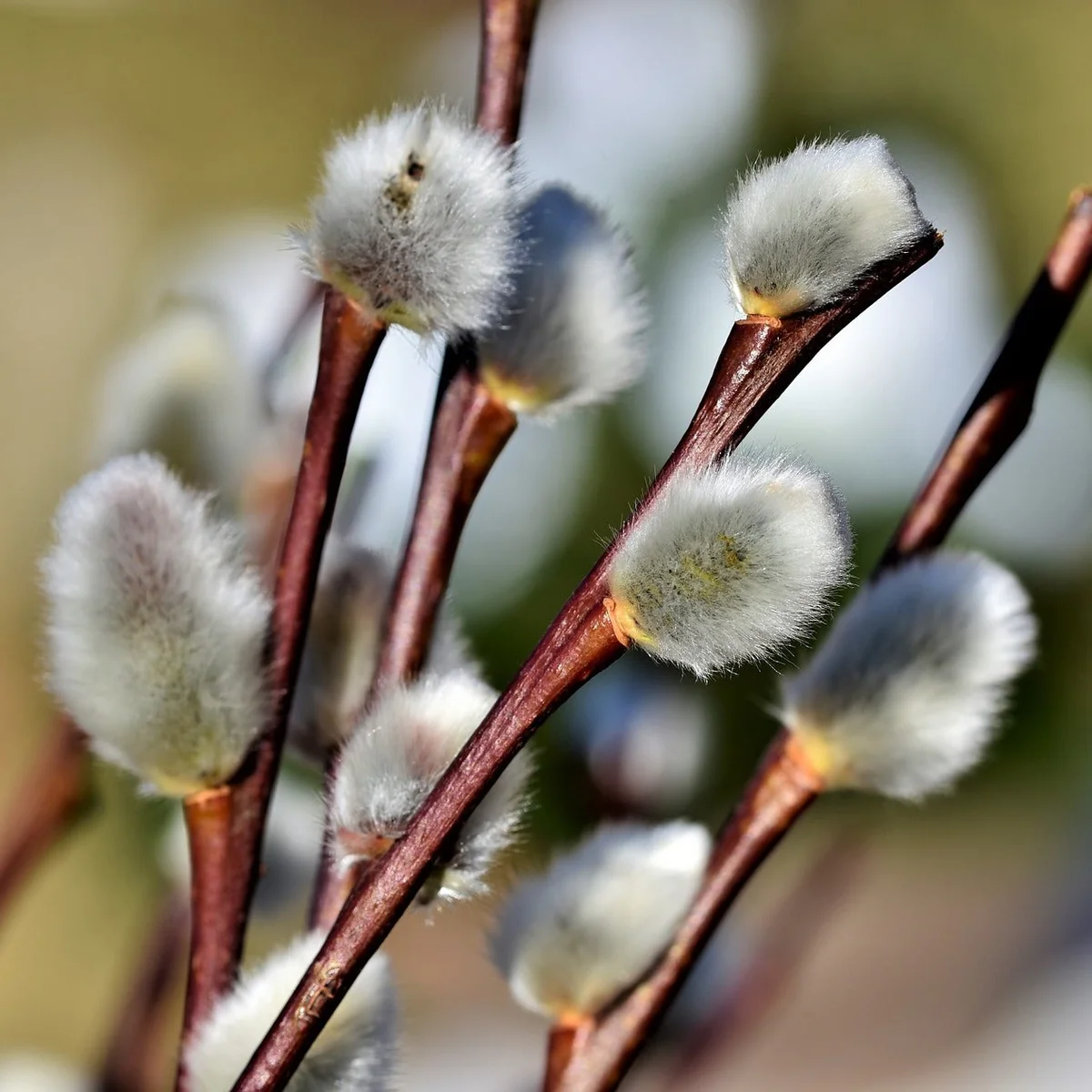 Pussy Willow